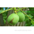 Top Grad Chinese Walnut -Kerne